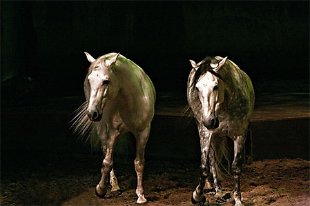 cavalia-2-059-ps-2-copyrigh