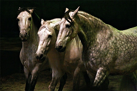 cavalia-2-080-ps-2-copyrigh