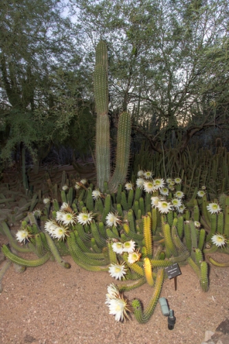 0622dinner_on_the_desert