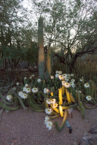 0625dinner_on_the_desert