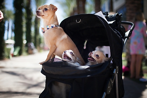 AZ Foothills Doggie Model-12