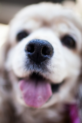 AZ Foothills Doggie Model-161