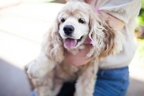 AZ Foothills Doggie Model-166