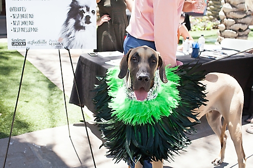 AZ Foothills Doggie Model-181