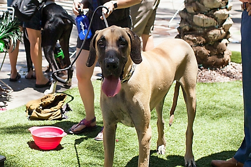 AZ Foothills Doggie Model-194