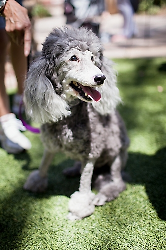 AZ Foothills Doggie Model-2