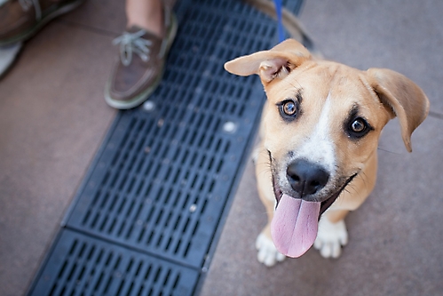 AZ Foothills Doggie Model-42