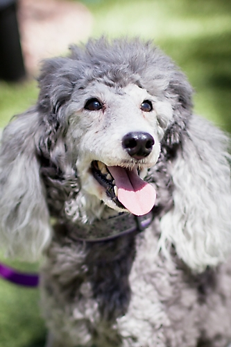 AZ Foothills Doggie Model-5