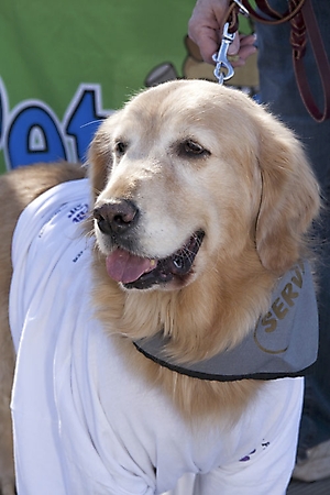 dogathon-2009-scottsdale_03