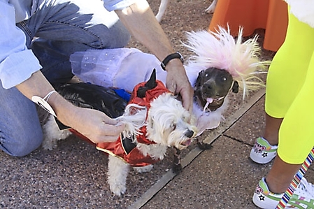 dogathon-2009-scottsdale_84