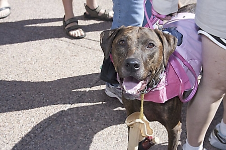 dogathon-2009-scottsdale_97