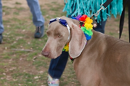 gabriels-angels-doggie-beach-party-tempe-2010_41