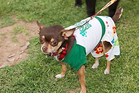 gabriels-angels-doggie-beach-party-tempe-2010_61