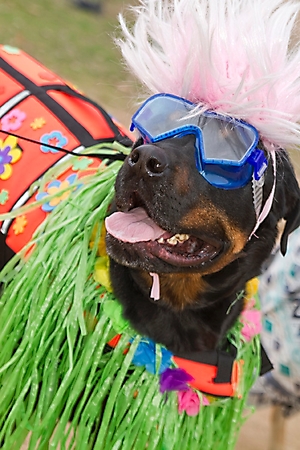 gabriels-angels-doggie-beach-party-tempe-2010_66