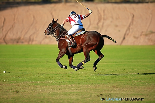 AFM Polo 16