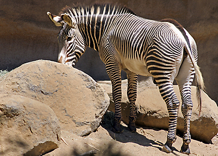 SD8 zoo IMG_1990 lr LR