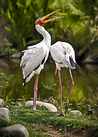 SD8 zoo IMG_9548 lr2 lr2 LR