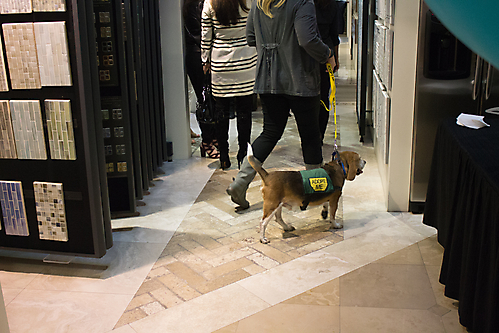 beagle walking