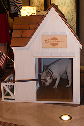 dog in house