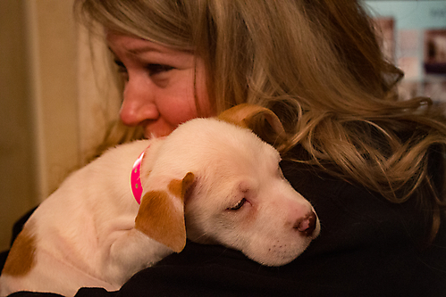 puppy on shoulder