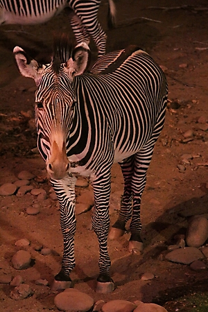 zoofari-scottsdale-2009_54