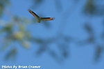 IMG_9692_pe