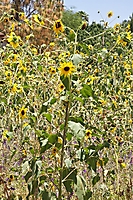 schnepf-farm--026
