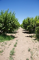 schnepf-farm--032