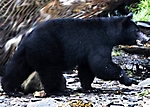 alaska-bear-adventure-2009_18