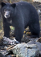 alaska-bear-adventure-2009_19