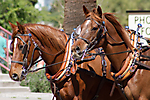 IMG_9625 LR