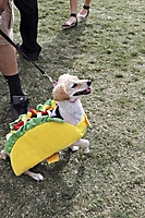 Arizona Taco Festival