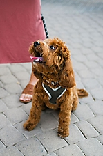 AZ Foothills Dog Days of Summer Yappy Hour