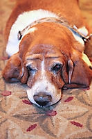 basset-ball-scottsdale-2009_00