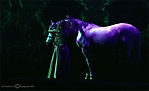 cavalia-2-029-ps-copyright