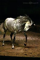 cavalia-2-070-ps-2-copyrigh