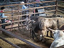 P3272197_1774970379_69cbe60b7337a