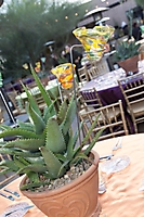 0360dinner_on_the_desert
