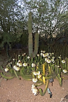0622dinner_on_the_desert