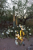 0625dinner_on_the_desert