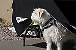 dogathon-2009-scottsdale_09