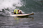 Dogs On Surfboards!