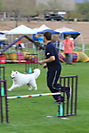 Fiesta Cluster Dog Show