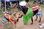 gabriels-angels-doggie-beach-party-tempe-2010_21