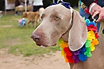 gabriels-angels-doggie-beach-party-tempe-2010_65