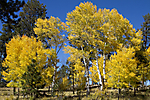 Greer Lodge Resort Fall Colors