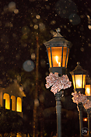 Holiday Snowfall Showcase (61 of 66)