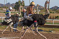 Horses, Camels, Ostriches, and Zebras