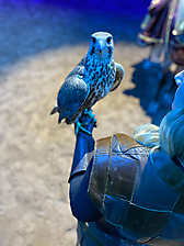 Medieval Times Retires Castle Falcon