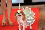 'Paws-atively' Stylish Dog Fashion Show